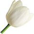 White tulip